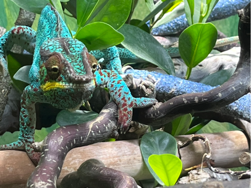 Ausflug zum Reptilienzoo